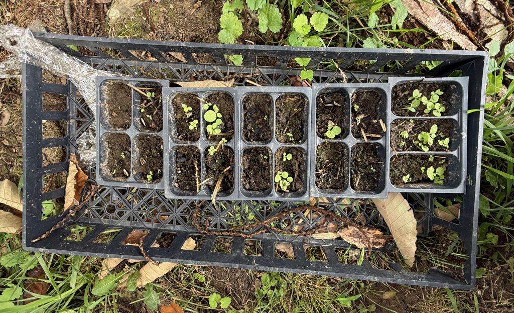 Young tobacco seedlings
