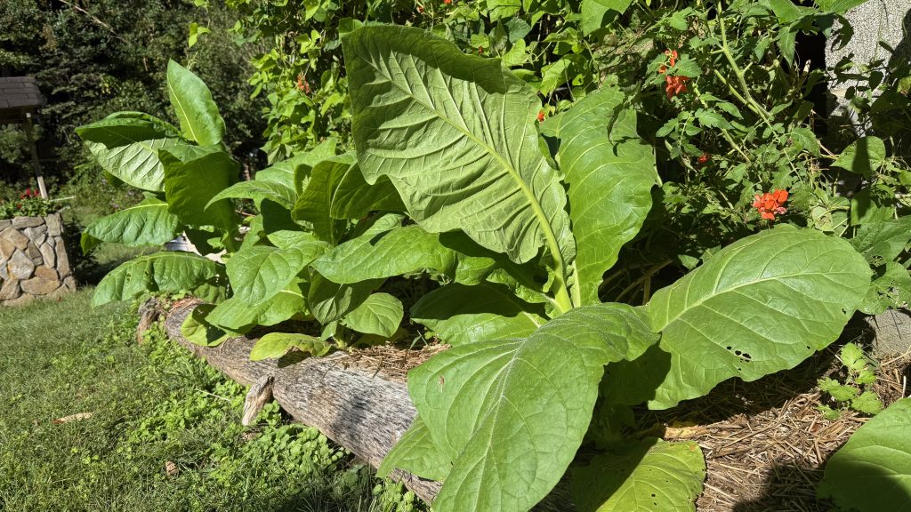 Tall tobacco plants growing on the homestead